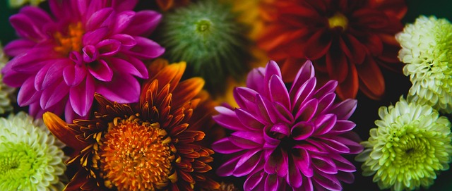 给鹈鹕施加 给鹈鹕施加